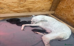 Mixed Breed dogs for sale: Bedlington/whippet - Image 1