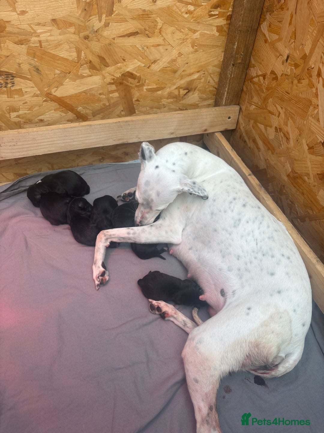 Mixed Breed dogs for sale: Bedlington/whippet - Image 1