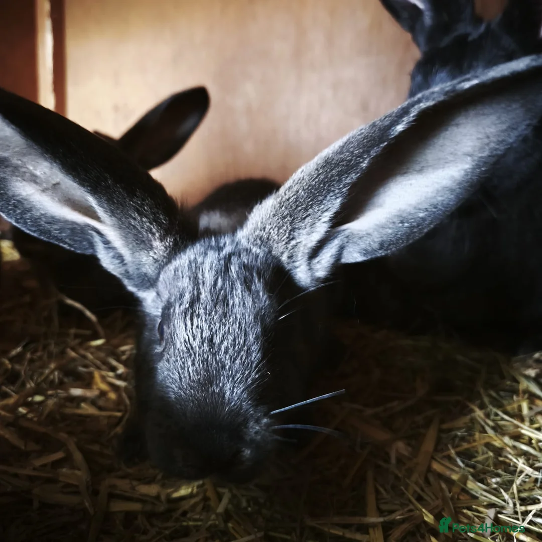 Continental Giant rabbits for sale: Continental giant baby rabbits - Advert 2