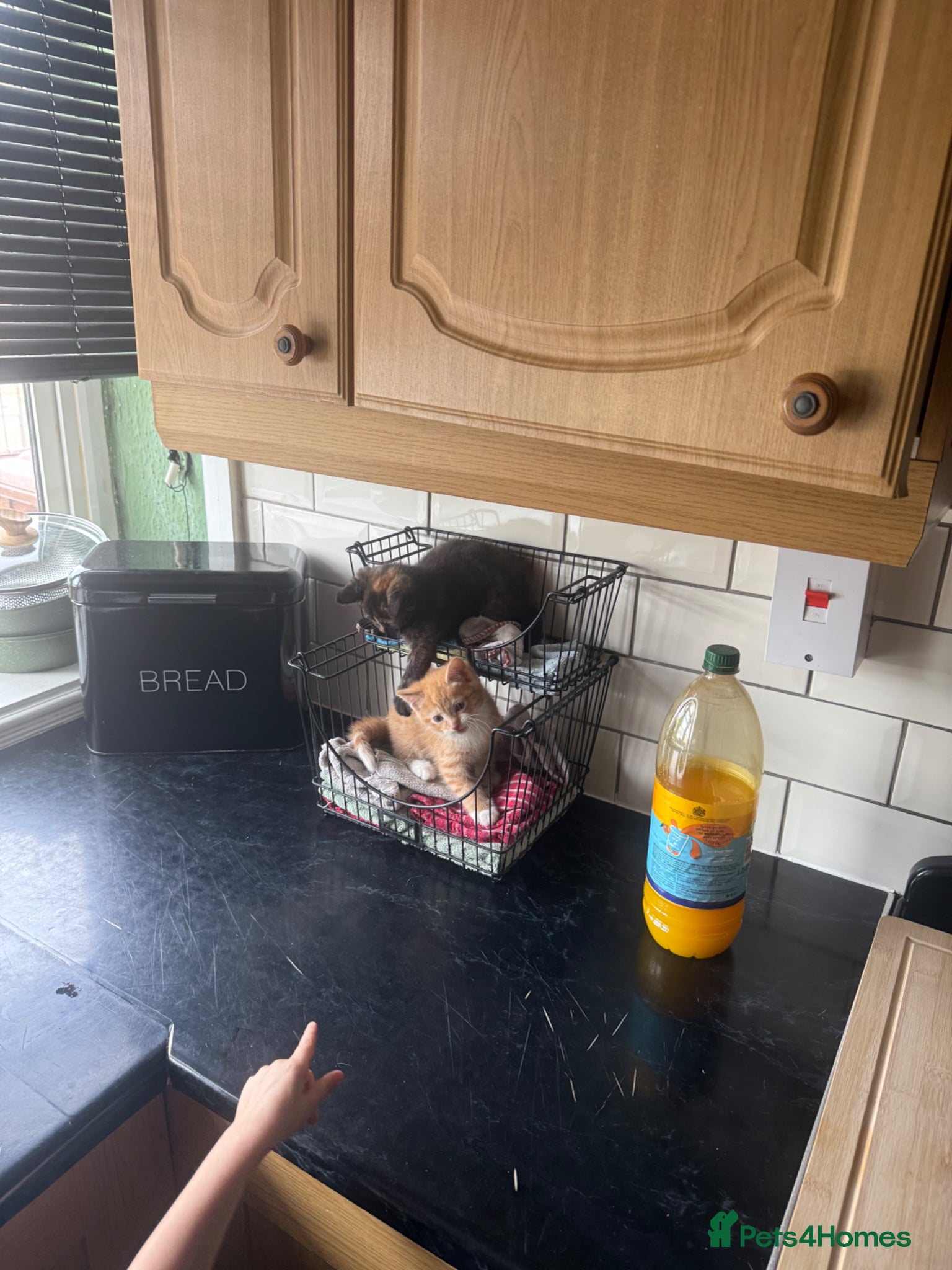 Mixed Breed cats 2 kittens for sale  - Advert 1