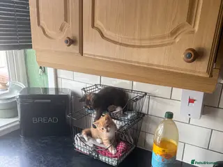 Mixed Breed cats 2 kittens for sale - Advert 1