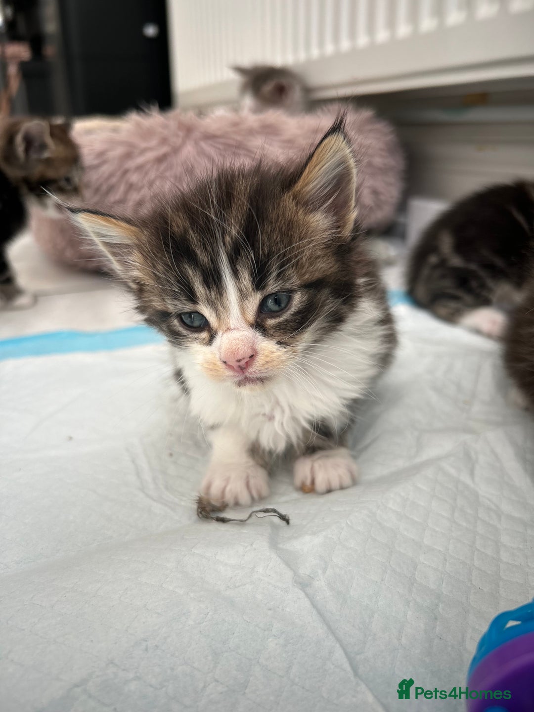 Maine Coon cats for sale: Gorgeous Maine Coon Cross Kittens - Image 21