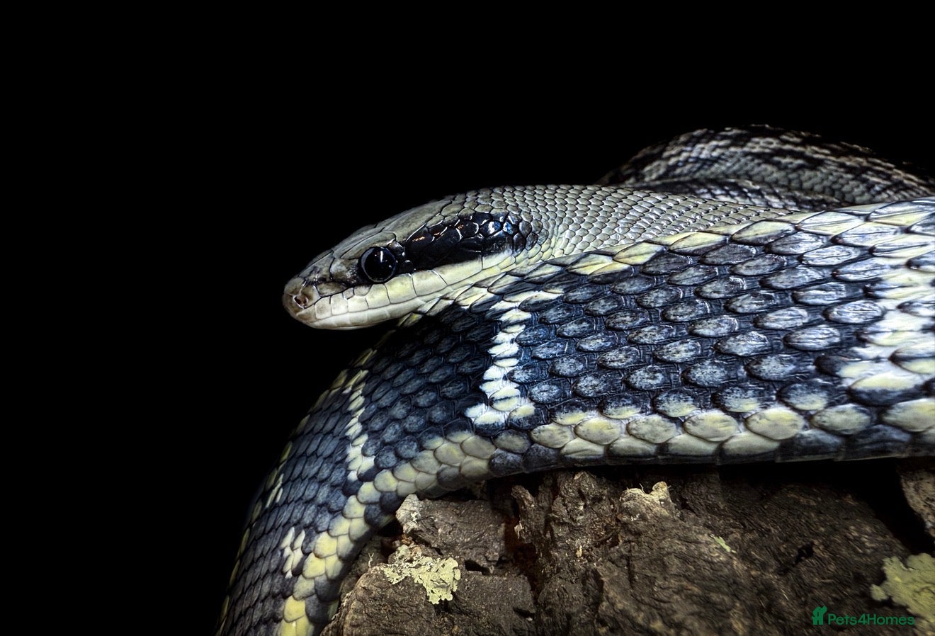 Rat Snake reptiles for sale: Vietnamese Blue Beauty Rat Snake & Nelson’s Milk - Advert 1