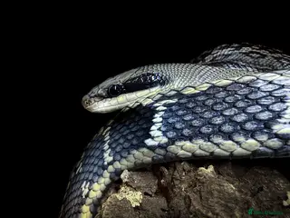 Rat Snake reptiles for sale: Vietnamese Blue Beauty Rat Snake & Nelson’s Milk - Advert 1