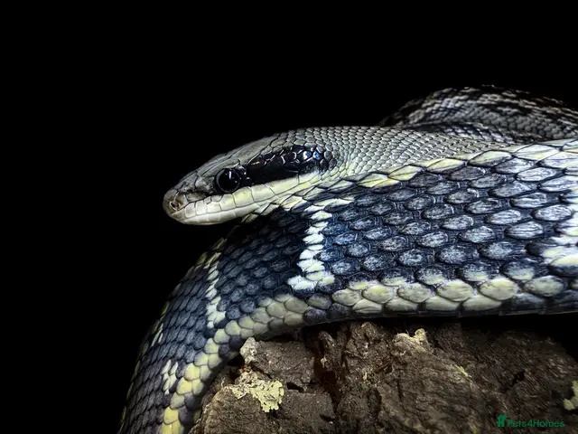 Rat Snake reptiles for sale: Vietnamese Blue Beauty Rat Snake - Advert 1