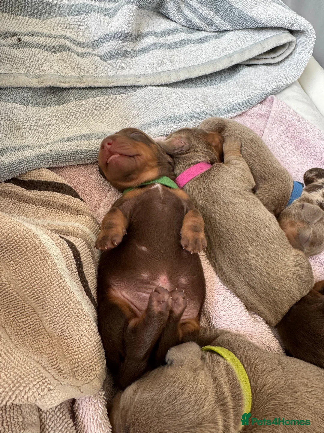 Miniature Dachshund dogs for sale: Miniature Dachshunds for sale  in Hessle - Advert 1