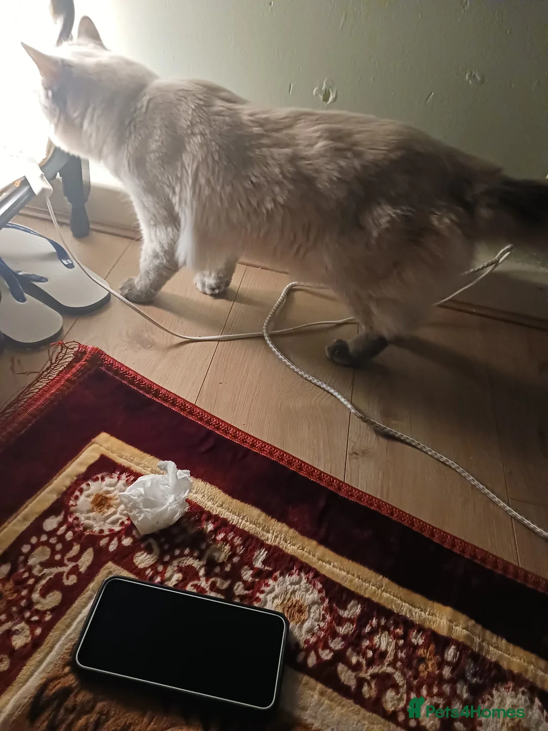 Ragdoll cats for sale: Stormy  - Advert 7