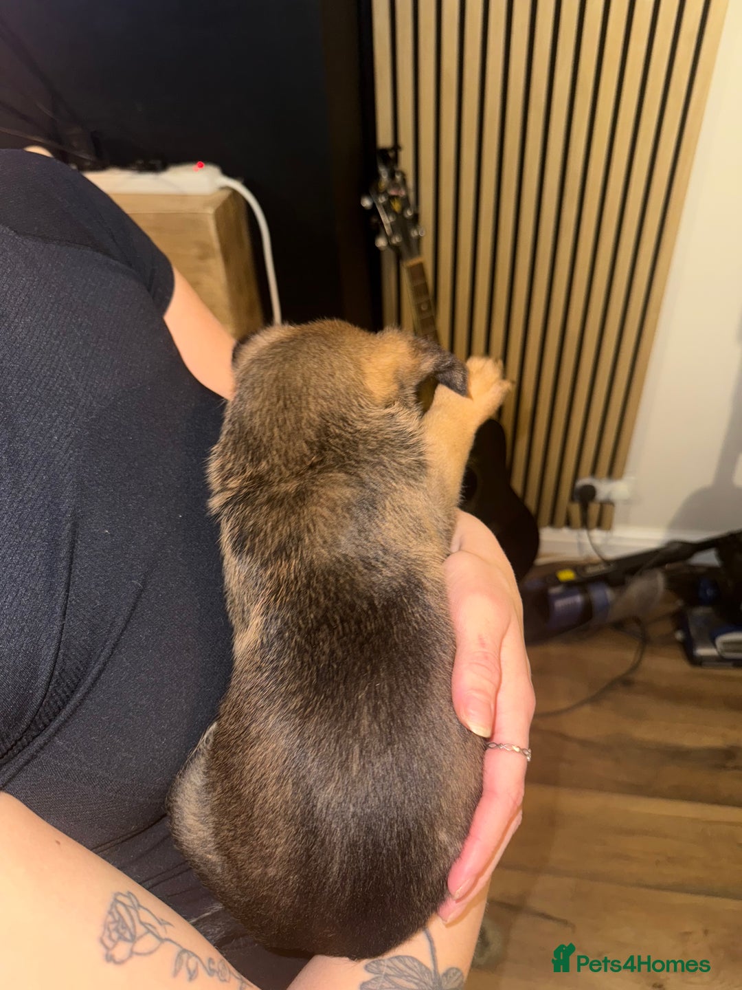 Belgian Shepherd Dog dogs for sale: Pure Belgian Malinois Puppies - Advert 9