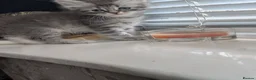 Siberian cats for sale: Siberian kitten  - Advert 13