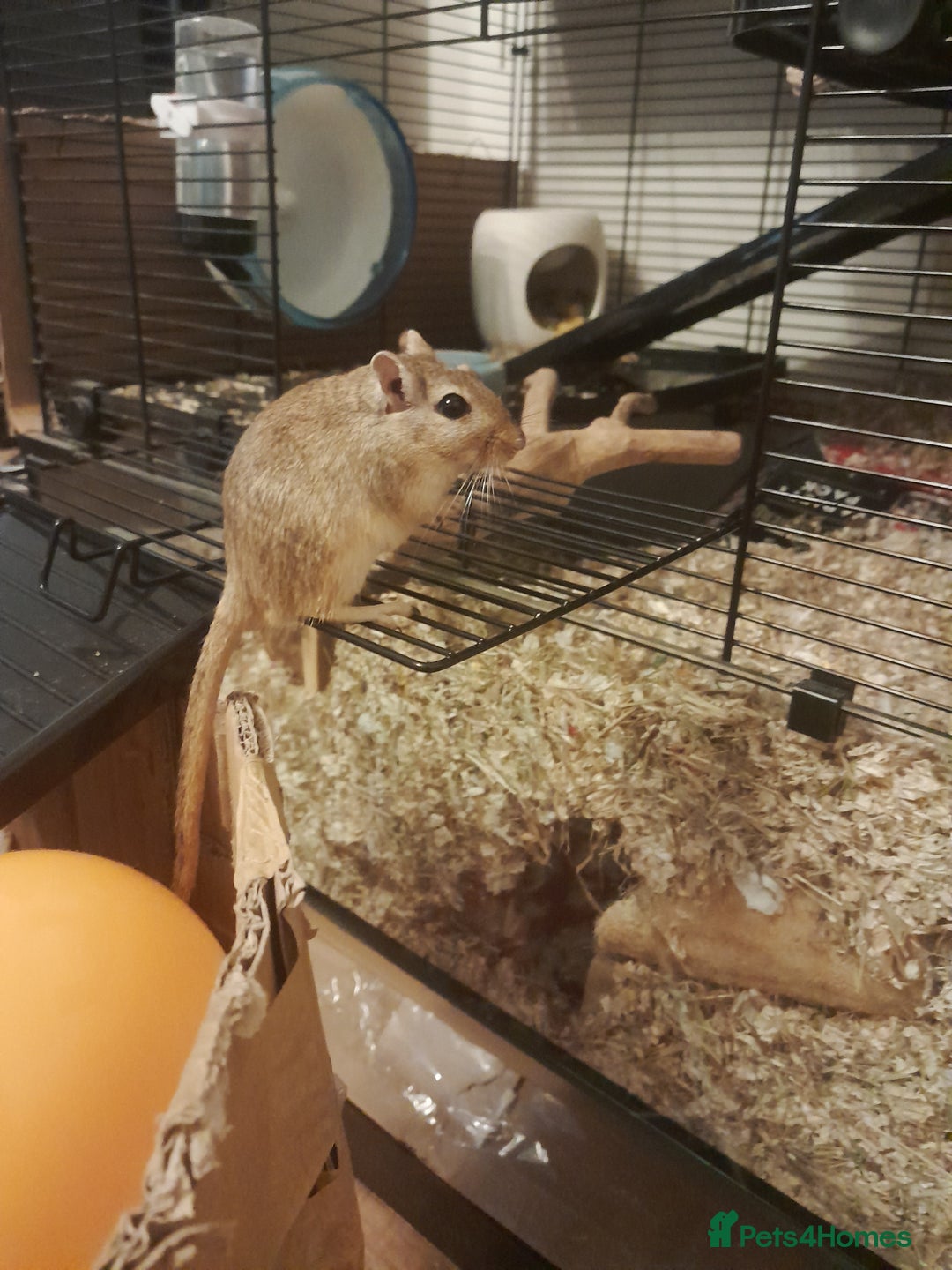 Gerbil rodents for sale: 2 Male Gerbils - Advert 3