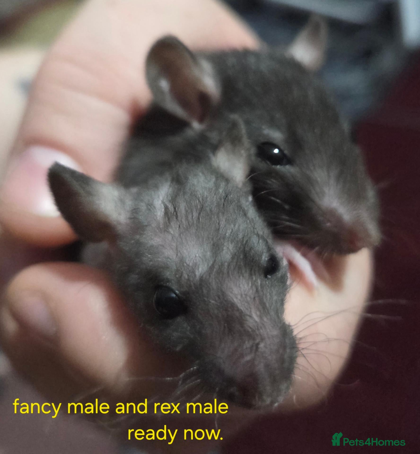 Rat rodents Dumbos and fancy rats sometimes balds.  - Advert 1