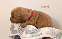 Cockapoo dogs for sale: Beautiful Cockapoo puppies 🐶 😍  - Image 22