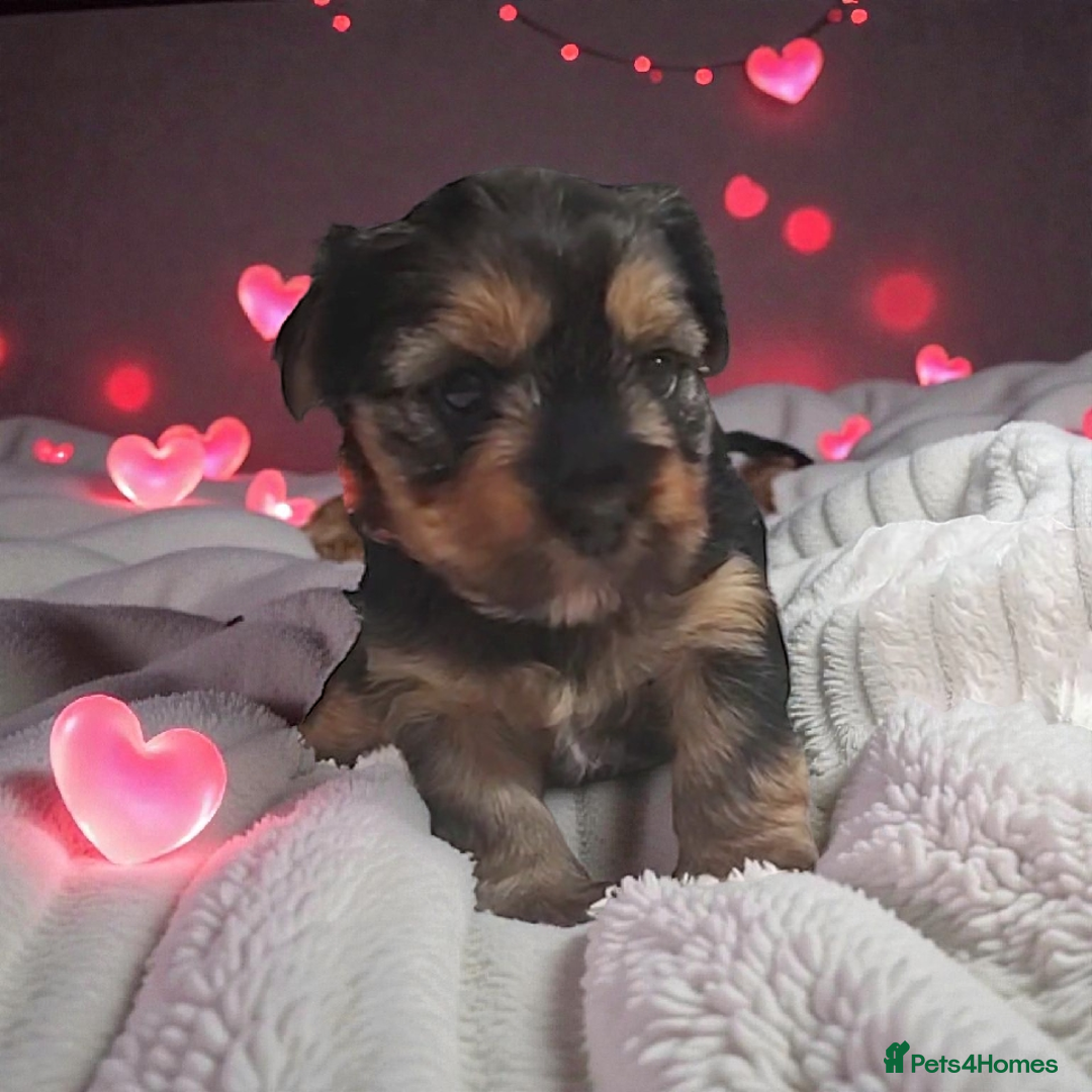 Yorkshire Terrier dogs for sale: Adorable Mini Yorkshire Terrier Puppies - Advert 5