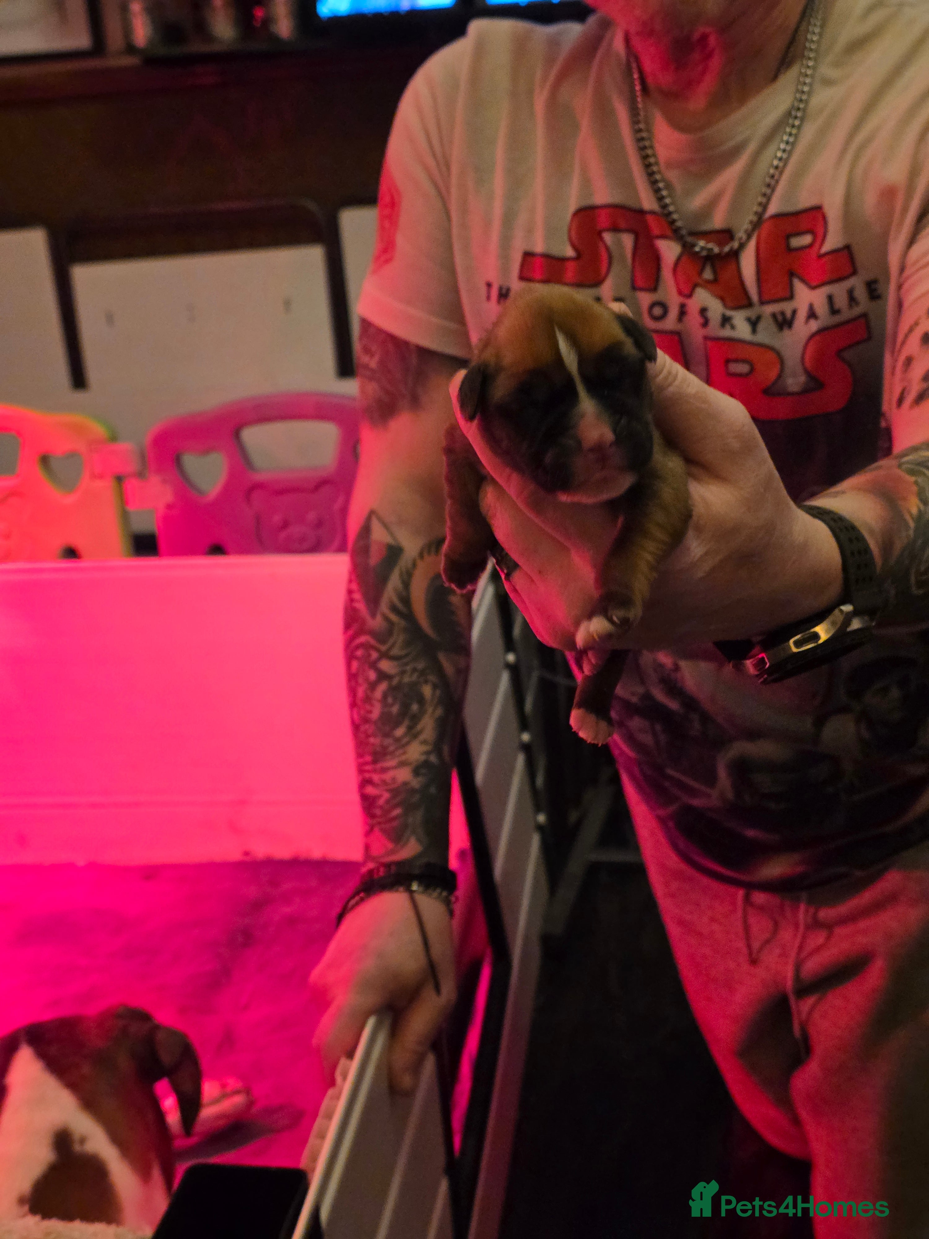 Boxer dogs Kc boxers puppies for sale - Advert 1