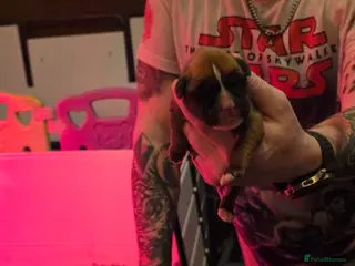 Boxer dogs Kc boxers puppies for sale - Advert 1