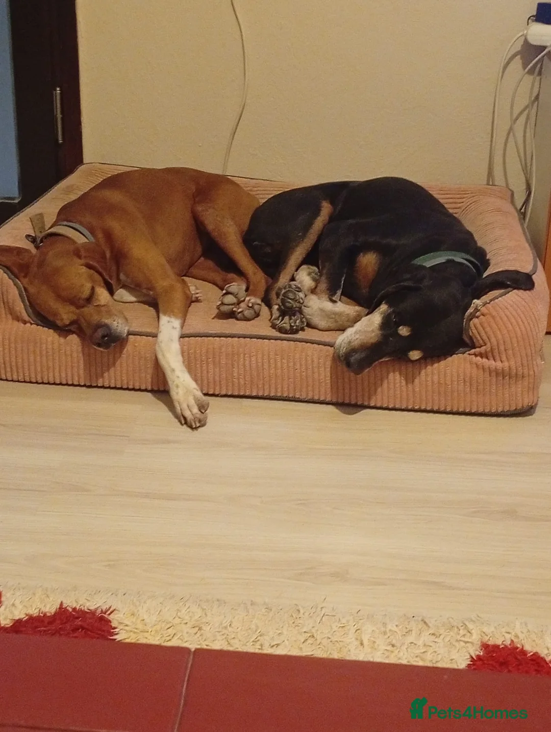 Pointer dogs for adoption: Cakil Looking for Her Forever Home - Advert 4