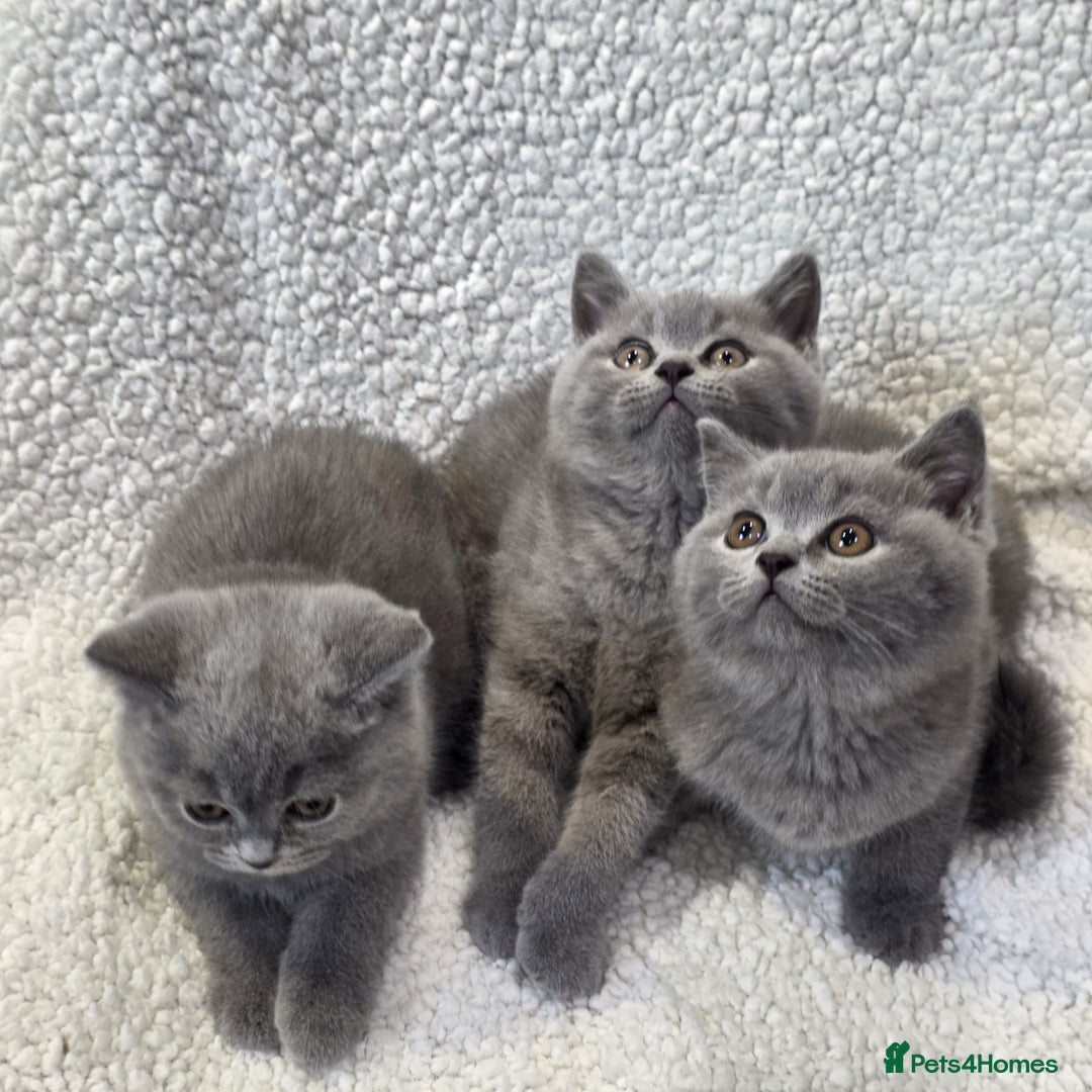 British Shorthair cats for sale: Nice British Shorthair Blue  male kittens - Image 5