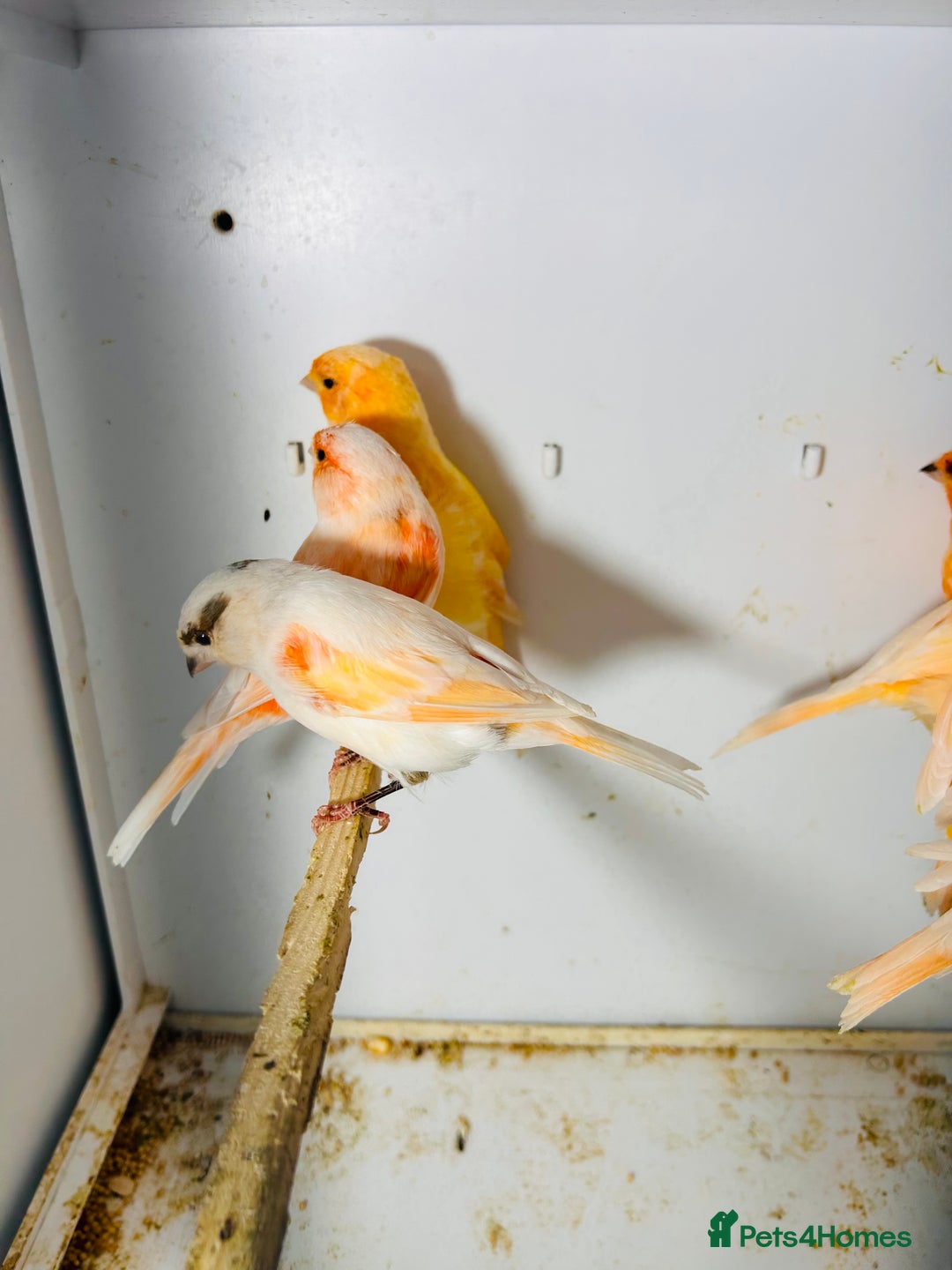 Canaries birds for sale: Young Red factor canaries for sale  - Image 3