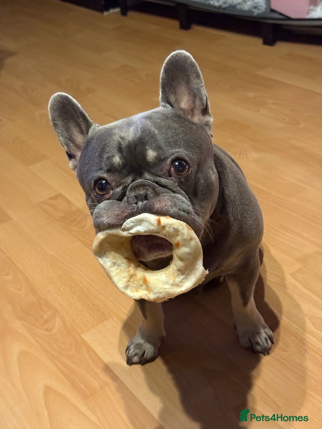 French Bulldog dogs for stud: Blue And Tan Frenchie (Stud) - Advert 8