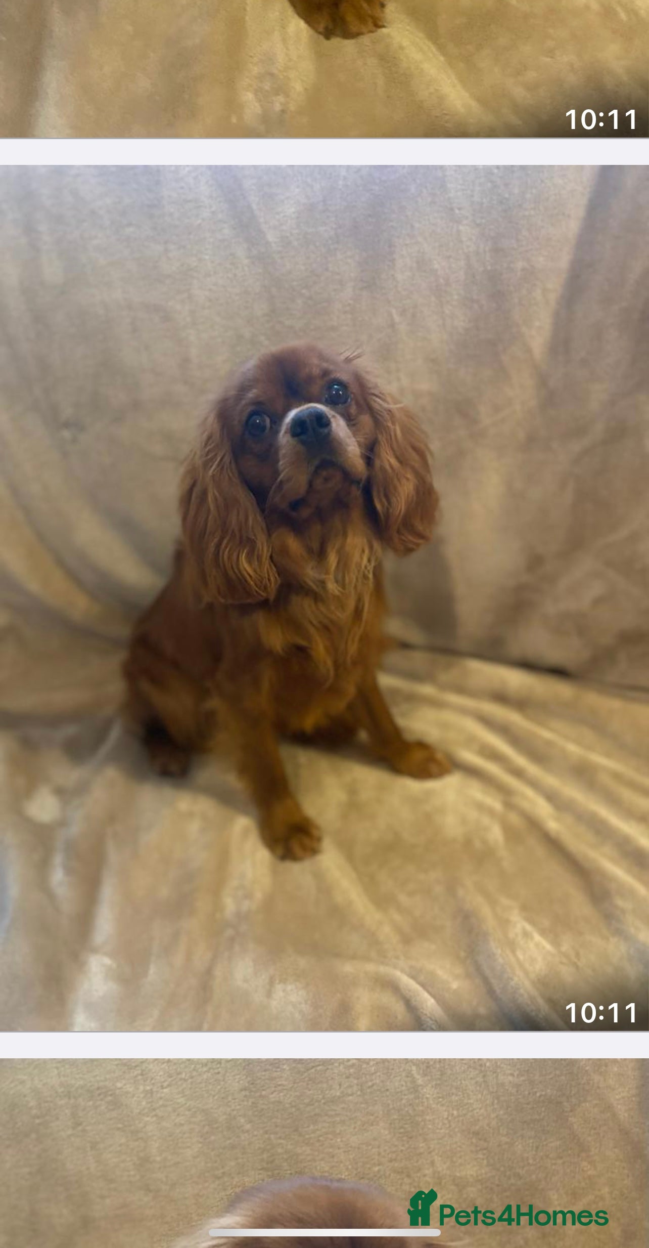 Cavalier King Charles Spaniel dogs 🌹KC REGISTERED HEALTH TESTED RUBY CKC FOR STUD in Sheerness - Advert 2