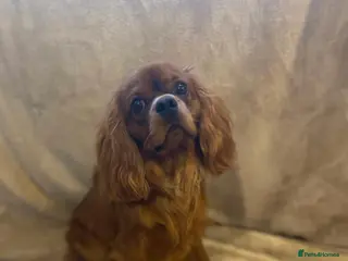 Cavalier King Charles Spaniel dogs 🌹KC REGISTERED HEALTH TESTED RUBY CKC FOR STUD in Sheerness - Advert 3