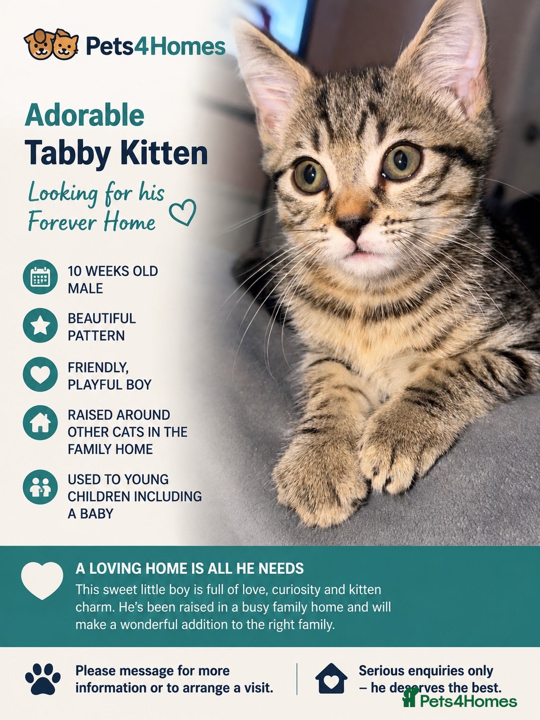 Mixed Breed cats Taking offers -kitten urgently looking for a home  - Advert 5