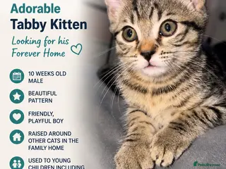Mixed Breed cats Taking offers -kitten urgently looking for a home - Advert 5