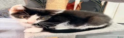 Mixed Breed cats for sale: Kittens for sale - Advert 9