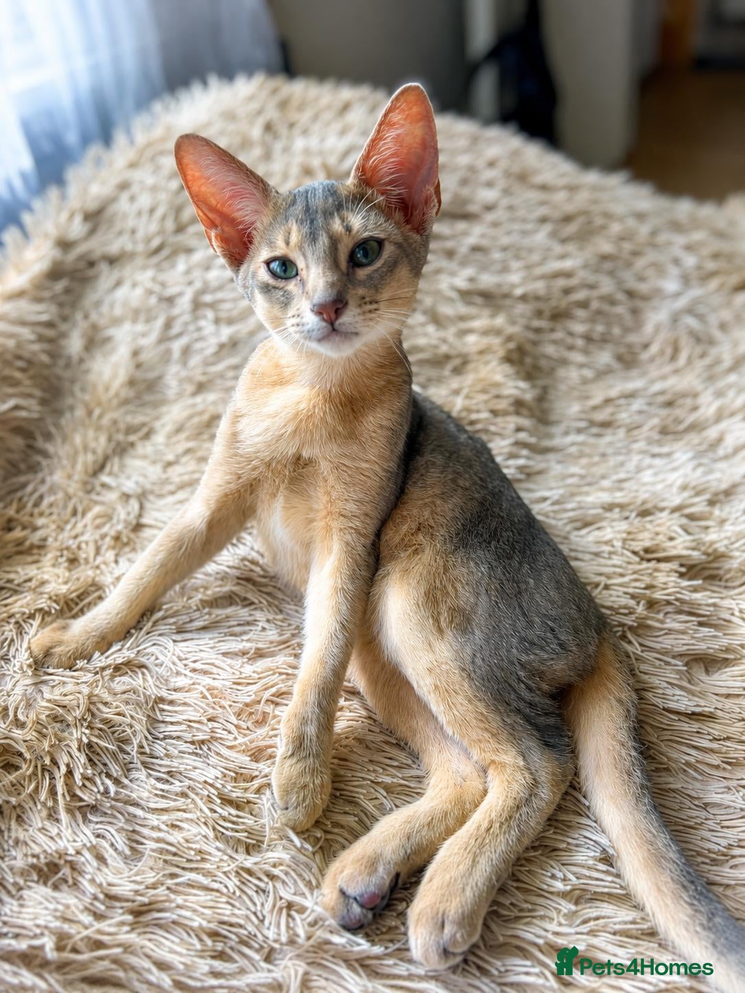 Abyssinian cats Just left one blue Boy Abyssinian Kittens  - Advert 1