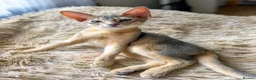 Abyssinian cats for sale: Just left one blue Boy Abyssinian Kittens  - Advert 1