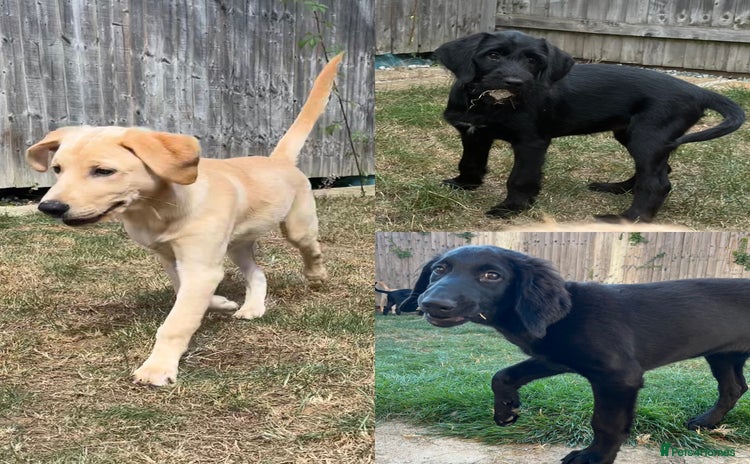 Mixed Breed dogs - Advert 2