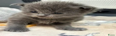 Maine Coon Kitten 3
