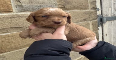 Cocker Spaniel dogs - Advert 14