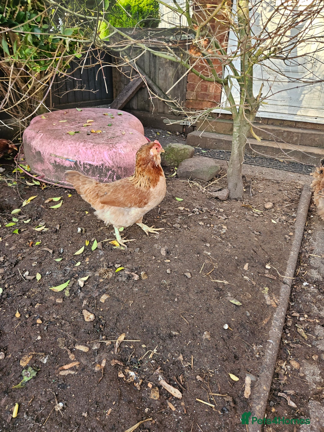 Chickens poultry for sale: 11 hens 1 cockrel  - Advert 7