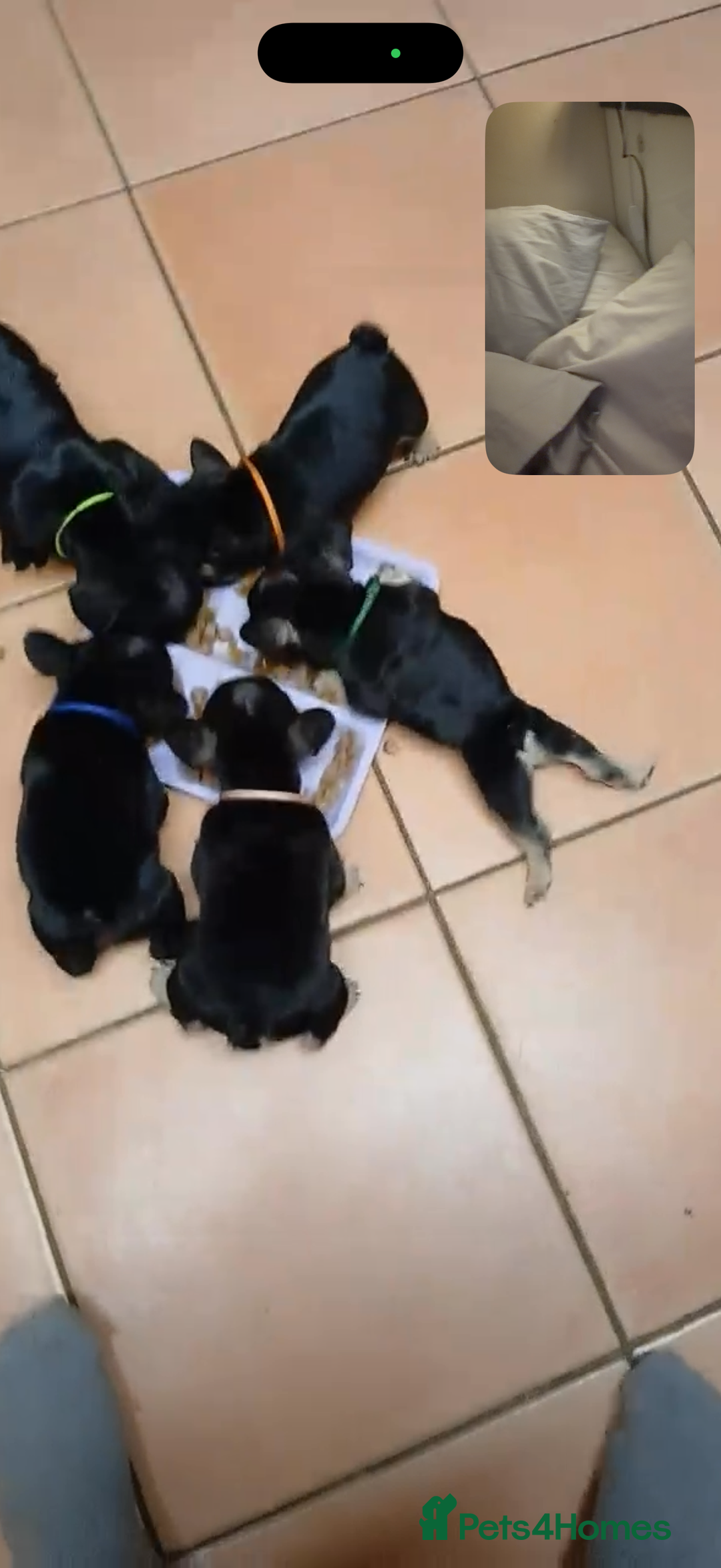 French Bulldog dogs for sale: French bulldog puppies  - Advert 2