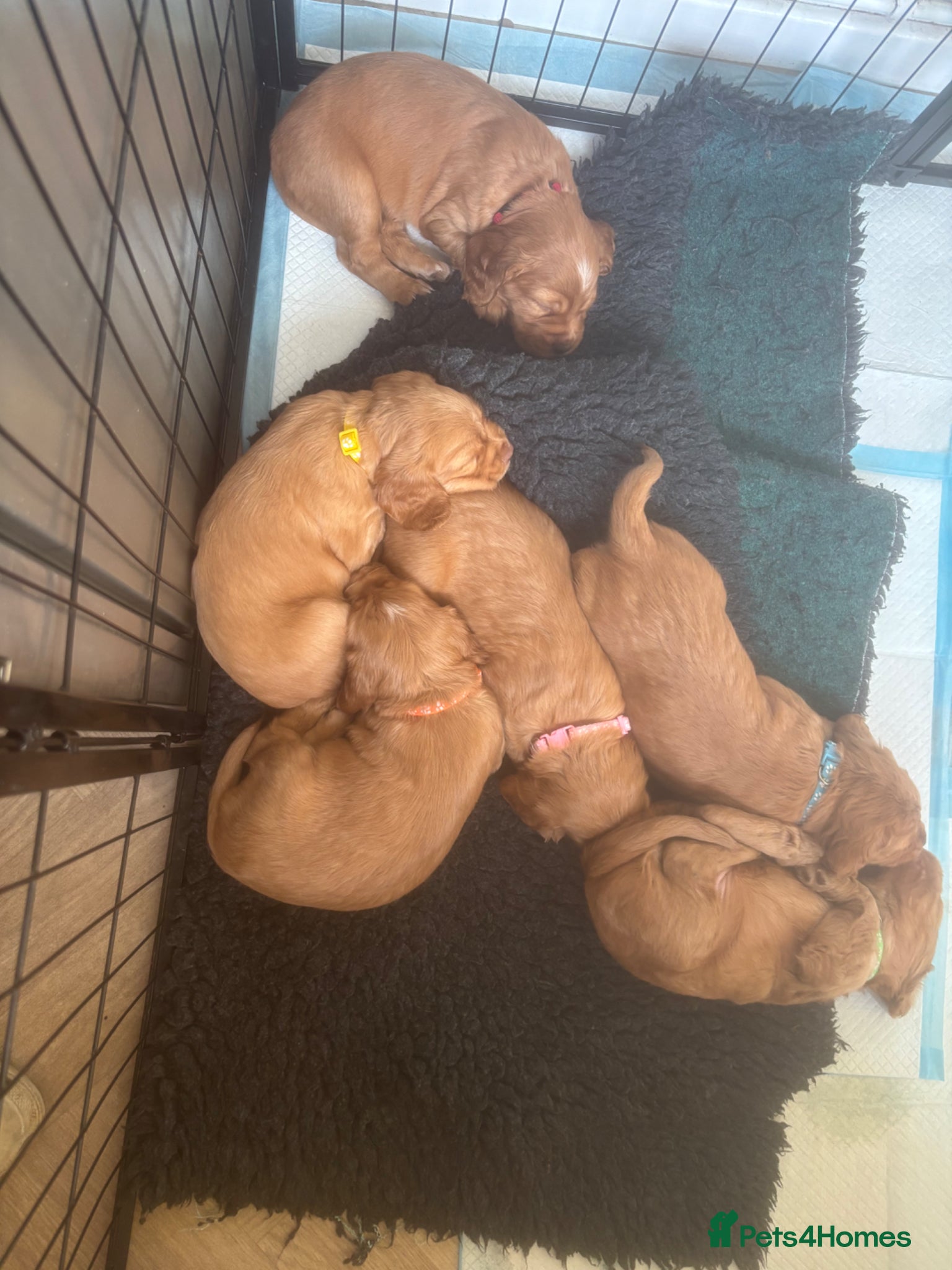 Cocker Spaniel dogs Beautiful KC Reg. Working Cocker Spaniels  - Advert 9