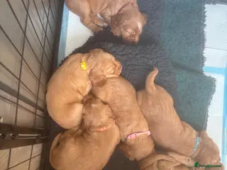 Cocker Spaniel dogs Beautiful KC Reg. Working Cocker Spaniels - Advert 9