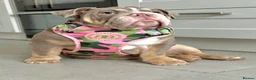 English Bulldog dogs for sale: Two Tru colour English bulldogs - Advert 19