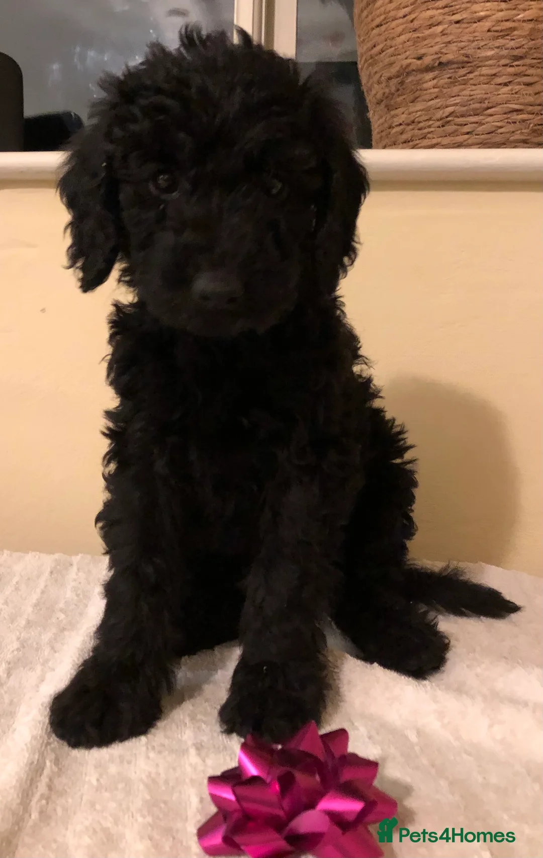 Labradoodle dogs for sale: Gorgeous miniature labradoodles - Advert 12