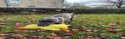 Lurcher dogs for sale: Stunning male Lurcher needs a home!  - Advert 3