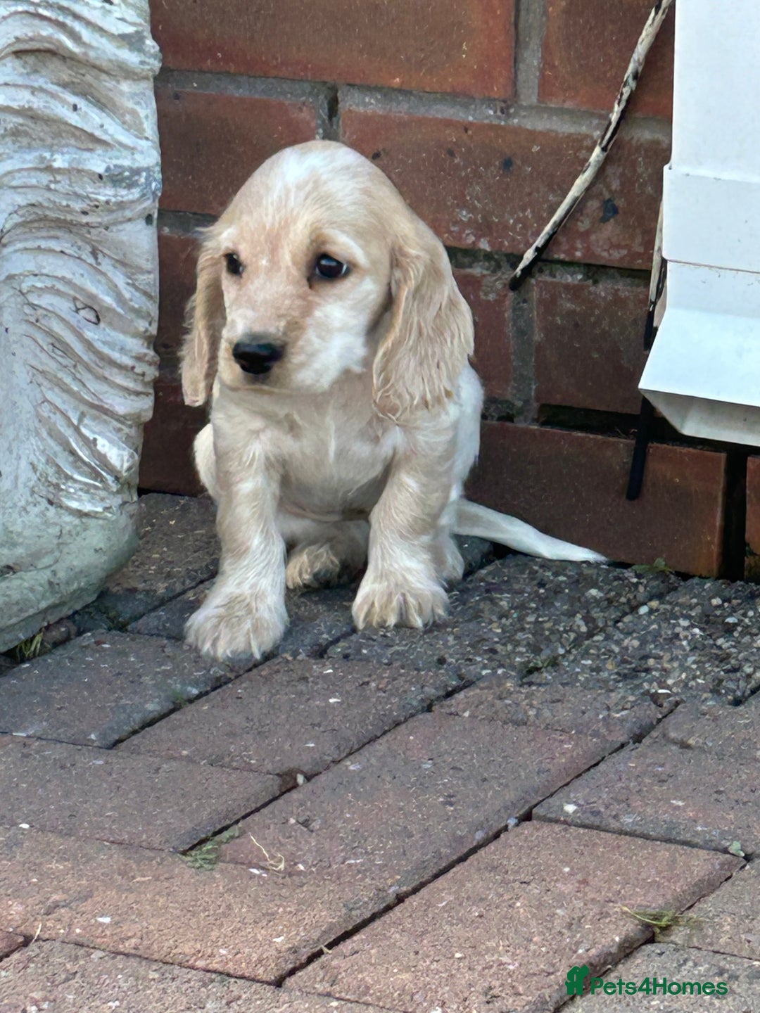 Cocker Spaniel dogs for sale: Health tested cocker spaniel puppies  - Advert 4