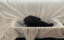 Pomeranian dogs for sale: Pedigree miniature pomeranians - Image 16