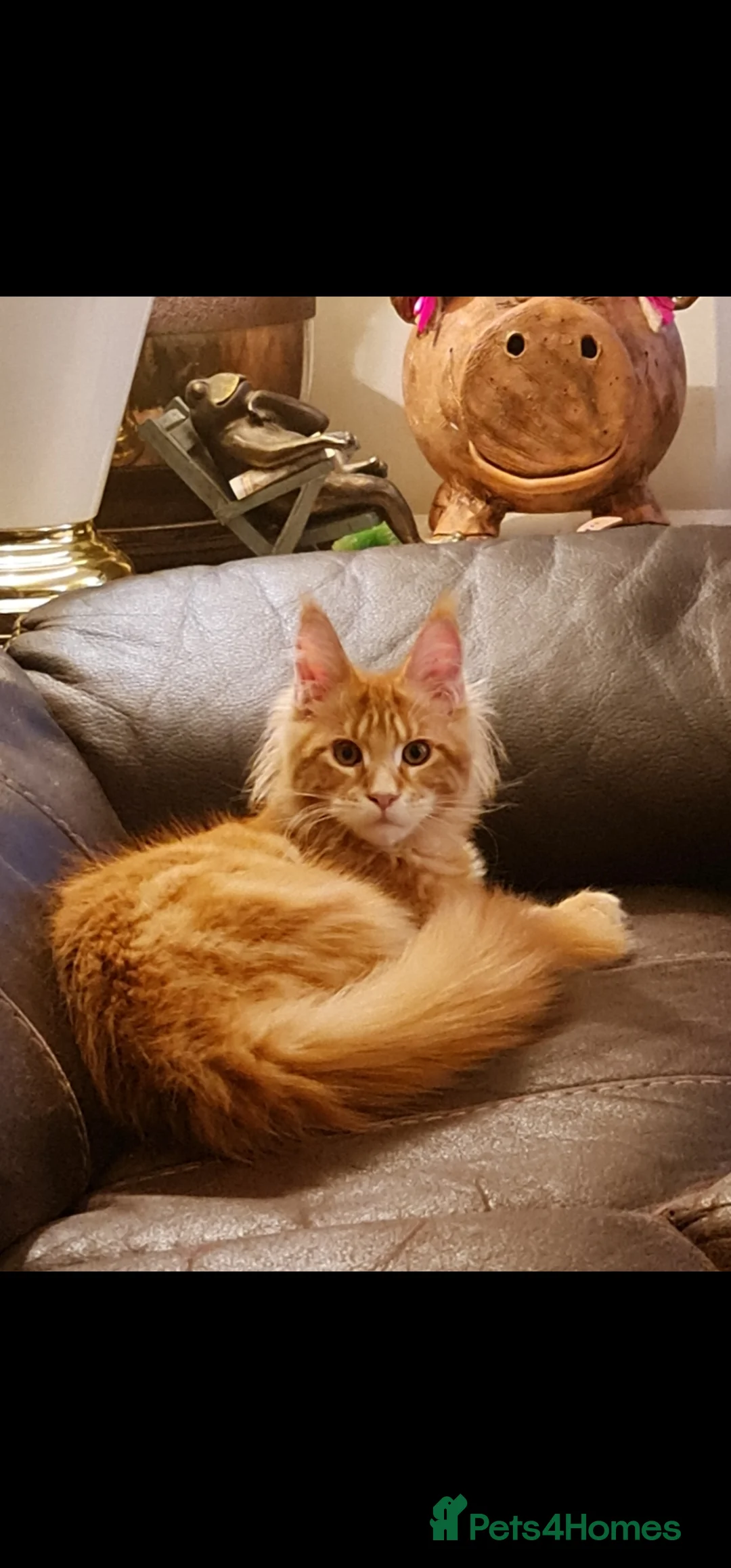 Maine Coon cats for stud: Chack Noris (Red Blotched Tabby) in New Malden - Advert 8