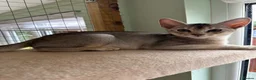 Abyssinian cats for sale: Silver Abyssinian kittens  - Advert 10