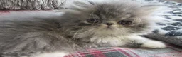 Persian cats for sale: Adorable female Persian kittens - Advert 6
