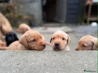 Labrador Retriever dogs Labrador Retriever - Advert 3