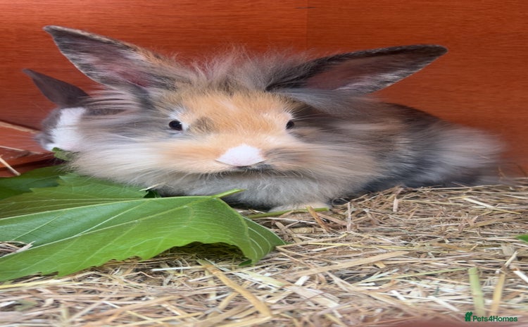 Lionhead rabbits - Advert 1