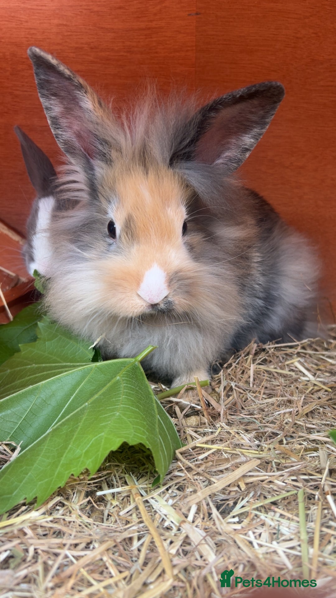 Lionhead rabbits for sale: Lion hair make rabbit for sale.  - Image 1