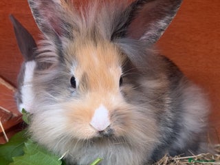 Lionhead rabbits - Advert 9