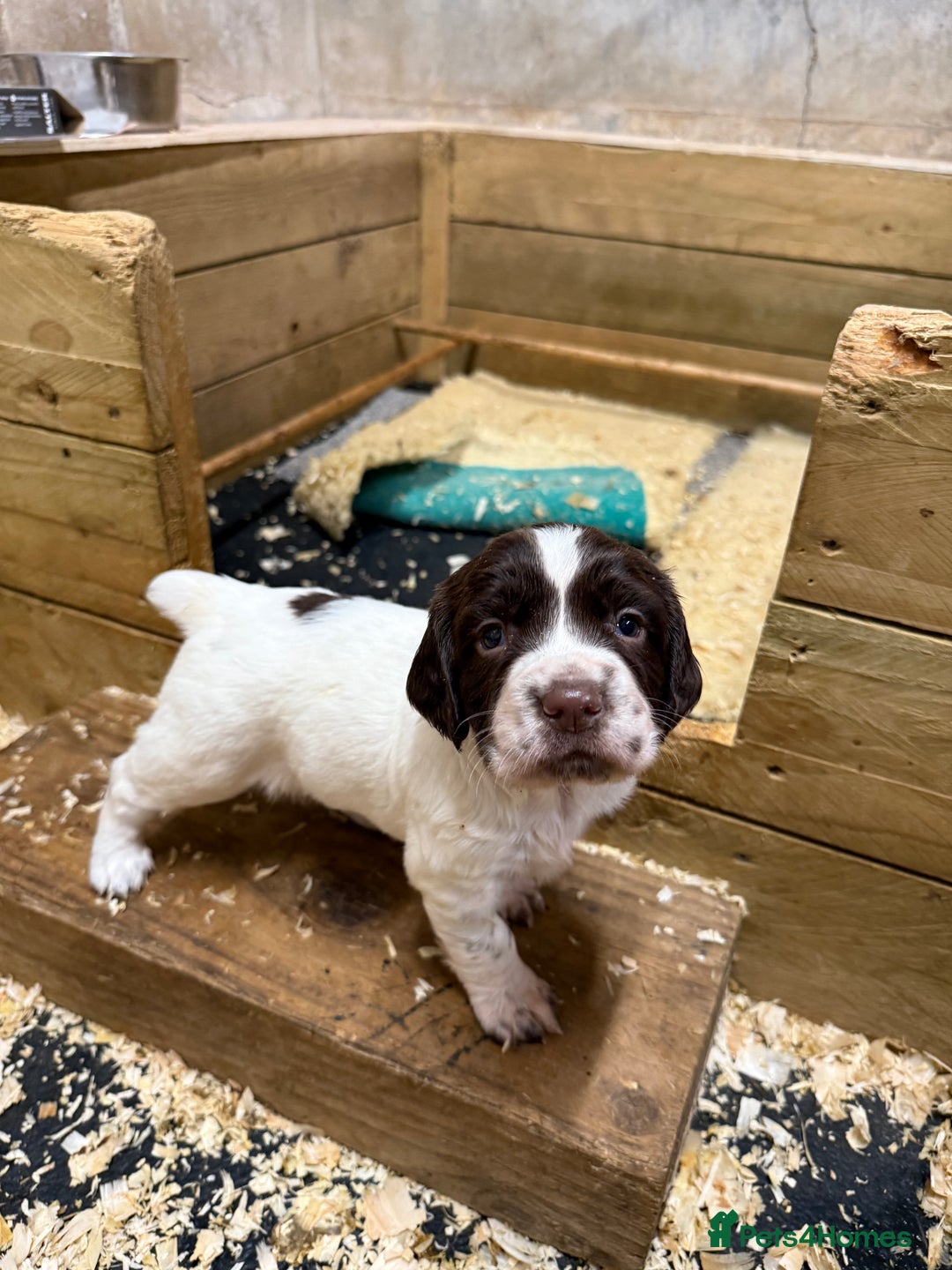 English Springer Spaniel dogs for sale: Springer spaniel puppies for sale  - Image 11